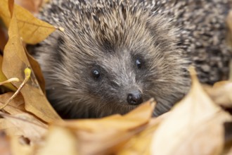 European hedgehog (Erinaceus europaeus) adult animal emerging from a pile of fallen autumn leaves