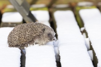 European hedgehog (Erinaceus europaeus) adult animal walking on snow covered garden wooden decking