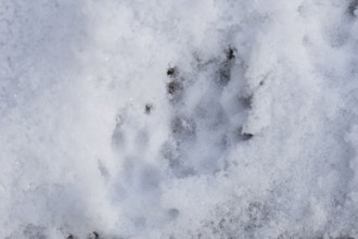 European hedgehog (Erinaceus europaeus) adult animal foot print in snow in winter, England, United