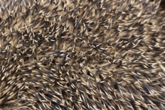 European hedgehog (Erinaceus europaeus) adult animal close up of its spines, England, United
