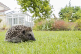 European hedgehog (Erinaceus europaeus) adult animal on a garden grass lawn with a house in the