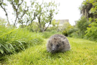 European hedgehog (Erinaceus europaeus) adult animal on a garden grass lawn next to a patch of long