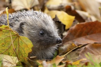 European hedgehog (Erinaceus europaeus) adult animal on a pile of fallen autumn leaves in a garden,
