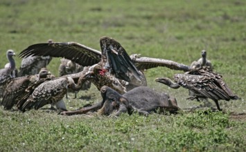 Barred vulture (Gyps rueppellii), group of several birds fighting and feeding on the carcass of a