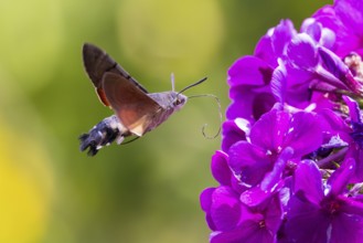 Pigeon tail (Macroglossum stellatarum), close-up, flying and hovering with long, unfurled proboscis
