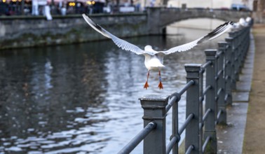Seagulls on the railing on the banks of the Spree in Berlin Mitte, Germany
