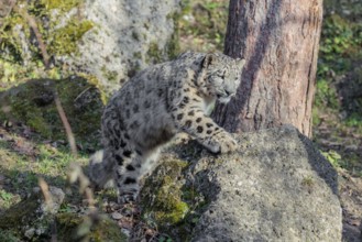 A snow leopard (Panthera uncia) stalks its siblings between rocks and trees in hilly terrain on a