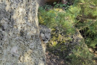 Perfect camouflage. A snow leopard (Panthera uncia) sits next to a rock in hilly terrain, blending