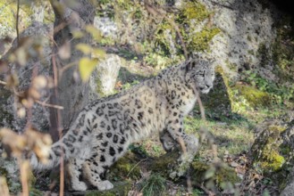 A snow leopard (Panthera uncia) runs along a mountainside between rocks and trees on a sunny day.