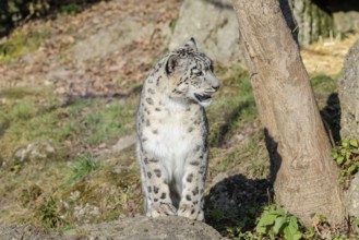 A snow leopard (Panthera uncia) sits in bright sunlight on a rock next to a tree in hilly terrain.