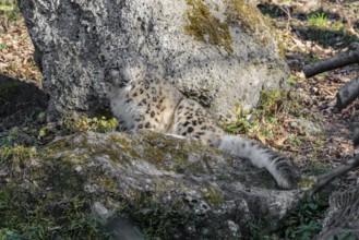 Perfect camouflage. A snow leopard (Panthera uncia) rests on a rock in hilly terrain, blending in