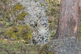 A snow leopard (Panthera uncia) sits on a sunny day between rocks next to a tree on hilly terrain,