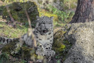 A snow leopard (Panthera uncia) rests on a rock in hilly terrain, surrounded by green vegetation.