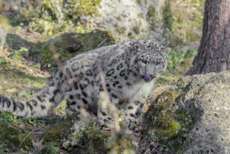 A snow leopard (Panthera uncia) stands on a rock next to a tree in hilly terrain on a sunny day.