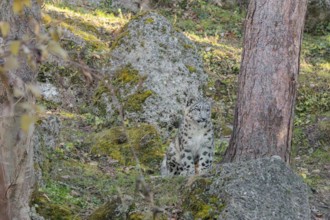A snow leopard (Panthera uncia) stands on a sunny day between rocks next to a tree on hilly