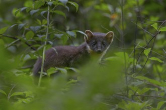This young pine marten (Martes martes) has probably only recently started hunting on its own, baby