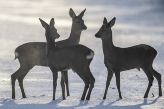 Roe deer (Capreolus capreolus) in the snow, Emsland, Lower Saxony, Germany