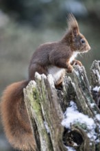 Squirrel (Sciurus vulgaris), Emsland, Lower Saxony, Germany