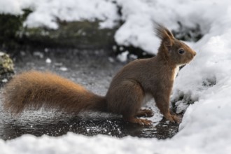 Squirrel (Sciurus vulgaris), Emsland, Lower Saxony, Germany