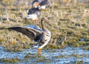 White-fronted goose (Anser albifrons) with spread wings on a wet meadow with other birds, Dümmer