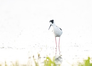 A black-winged Black-winged Stilt (Himantopus himantopus) walks elegantly in the water, its