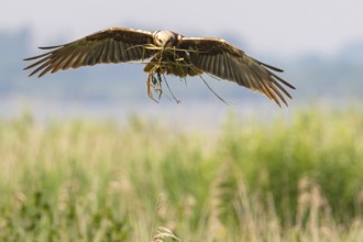 A female marsh harrier (Circus aeruginosus) with outstretched wings flying with twigs in her