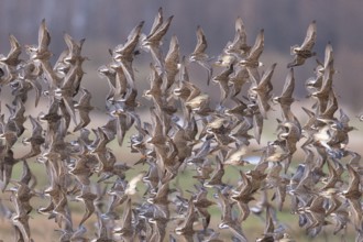 Large flock of ruff (Calidris pugnax) in flight over a grassy landscape, Dümmer nature park Park,