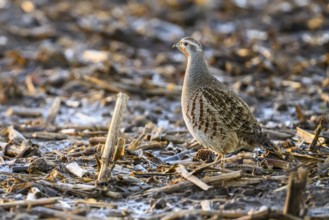 A grey partridge (Perdix perdix) stands on a ground covered with maize stubble in the cold season,