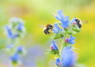 Common viper's bugloss (Echium vulgare) with garden bumblebee (Bombus hortorum) flying, collecting,