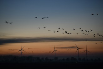 Silhouettes of wind turbines and birds against an evening sky, Dümmer nature park Park, Lower