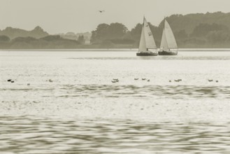 Two wooden sailboats P-boats 15qm dinghy cruisers on the quiet Dümmer See in a black and white