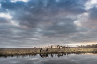 Konik horses graze near a moat under a cloudy sky, Dümmer nature park Park, Lower Saxony, Germany