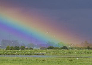 A glowing rainbow stretches across a vast green meadow landscape, Dümmer nature park Park, Lower