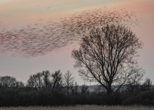 A large flock of starlings (Sturnus vulgaris) flies over a silhouette of trees in the colourful