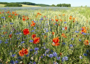 Colourful flower meadow with red poppy flowers (Papaver rhoeas) and blue cornflowers (Centaurea