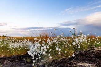 White cotton grass (Eriophorum angustifolium) fruits glowing under a blue sky on a vast moor,