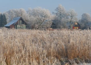 Frost-covered landscape with weekend houses and reeds under blue winter skies, Dümmer nature park