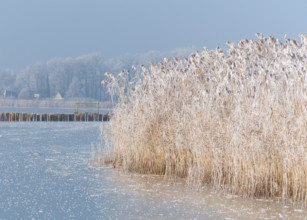 Frozen reeds on a body of water with frosty blue background at Dümmer See, Dümmer nature park Park,