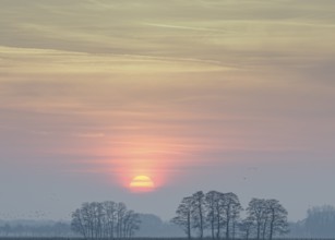 Sunset with trees as silhouettes and colorful sky, Dümmer nature park Park, Lower Saxony, Germany