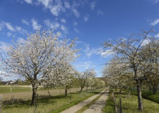 A path leads through an avenue full of blooming cherry trees under a clear sky, Billeniederung,