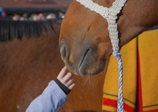 Close-up of a child's hand gently touching the nose of a horse (Equus caballus) Holsteiner calf,