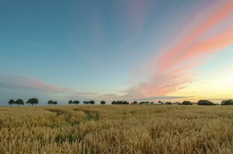Feld Weizen Getreide Landschaft Dümmer Allee Himmel, Dielinger Klei, Dümmer nature park Park,