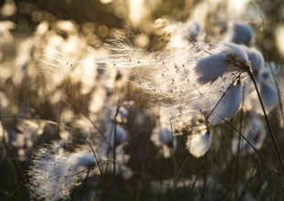 Haaksbergen, Overijssel, Netherlands, Delicate fruiting Common cottongrass (Eriophorum