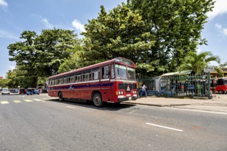 A red bus stands on a street surrounded by trees and people in sunshine, bus in the streets of