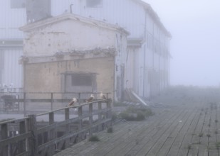 Old, weathered building on the pier with numerous kittiwakes (Rissa tridactyla) in monochrome