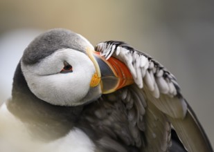 Puffin (Fratercula arctica) close-up with grey and orange details, soft atmosphere, Hornøya, Vardø,