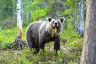 Brown bear (Ursos arctos) in the forest, surrounded by green vegetation, in a natural environment,