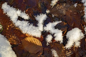 Ilsenburg, Saxony-Anhalt, Germany, close-up of frozen leaves in winter covered with a layer of snow