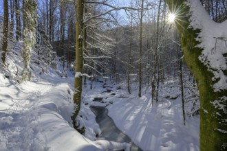 Ilsenburg, Saxony-Anhalt, Germany, A sunny winter day in the forest with snow-covered trees and a
