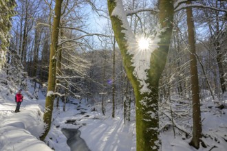 Ilsenburg, Saxony-Anhalt, Germany, A sunny winter day in the forest with snow-covered trees and a